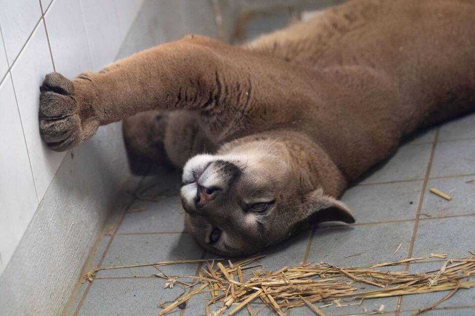 Puma bei Kontrolle in Auto entdeckt Puma bei Kontrolle in Auto entdeckt