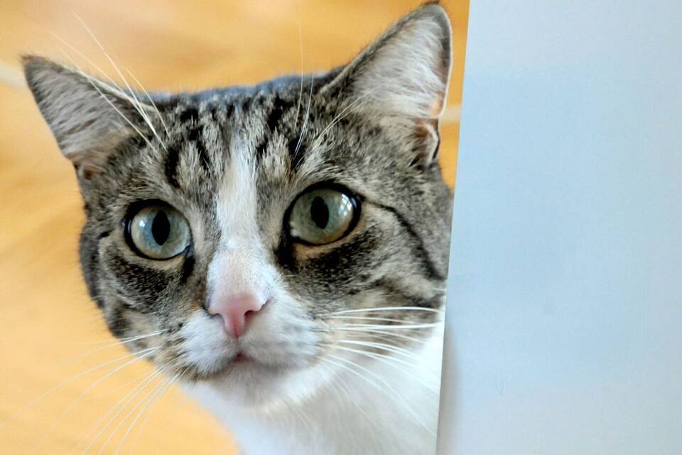 Eine Katze lugt in einer Wohnung hinter einer Tür hervor
