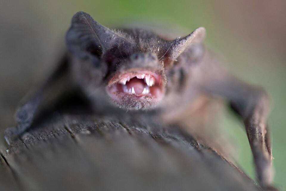Fledermaus Fledermaus