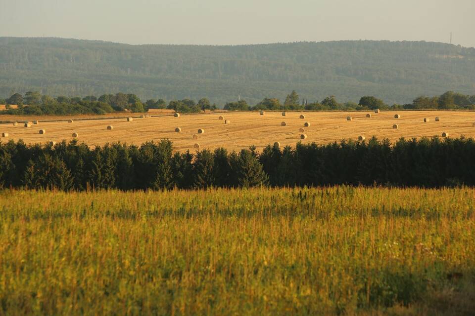 Feld