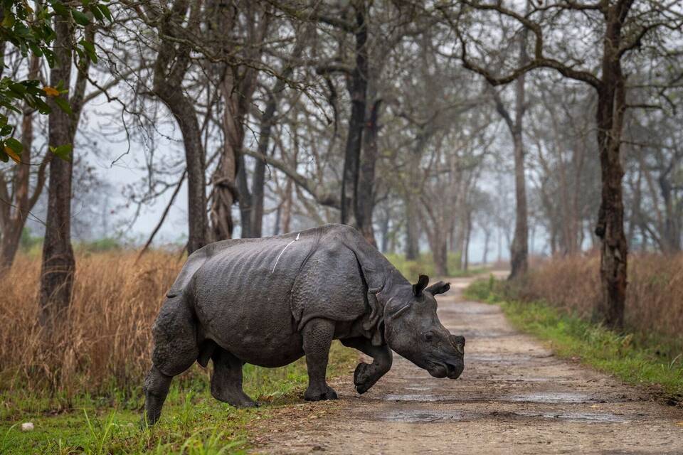Nashorn Nashorn