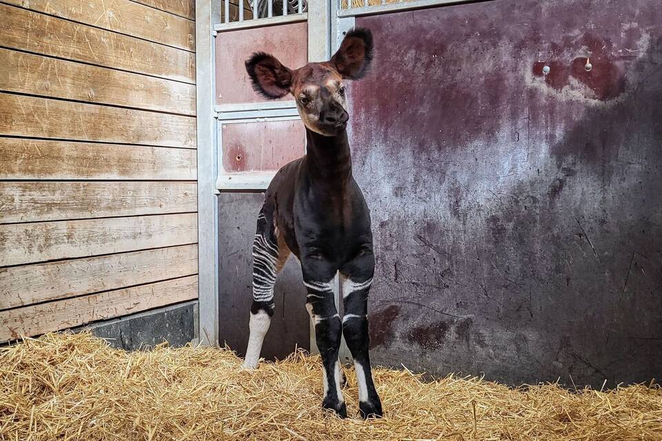 Okapi-Kälbchen in der Wilhelma Okapi-Kälbchen in der Wilhelma