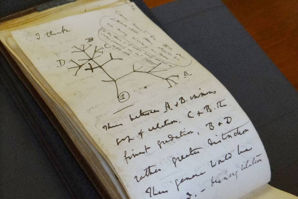 Darwin-Notizbuch Darwin-Notizbuch