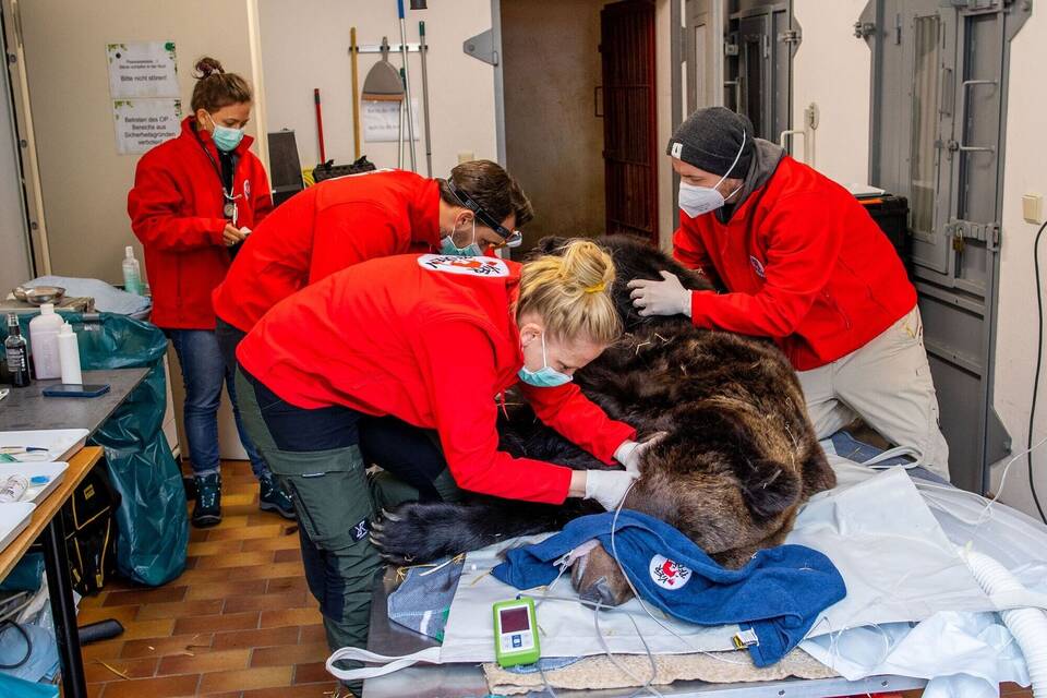 Tierärzte untersuchen Bären Tierärzte untersuchen Bären