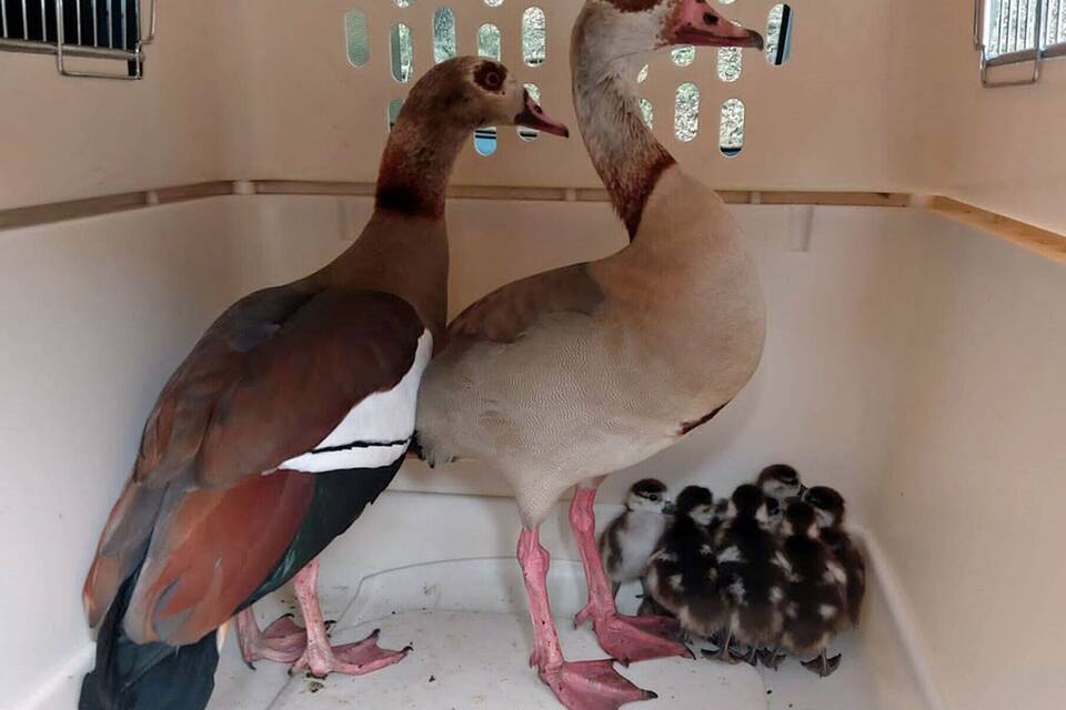 Die Gänse-Großfamilie steht in einer Transportbox