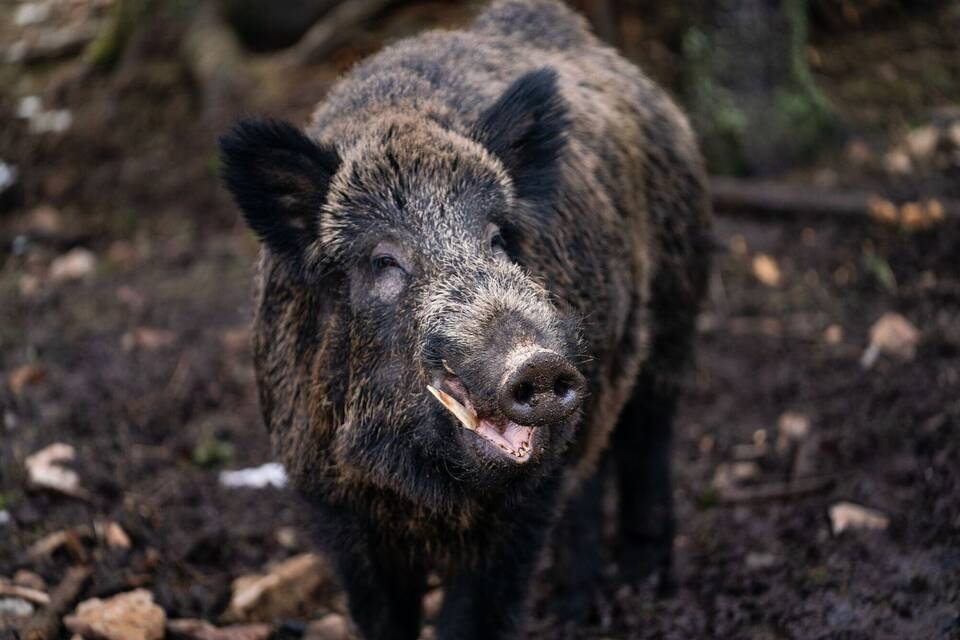 Wildschwein Wildschwein