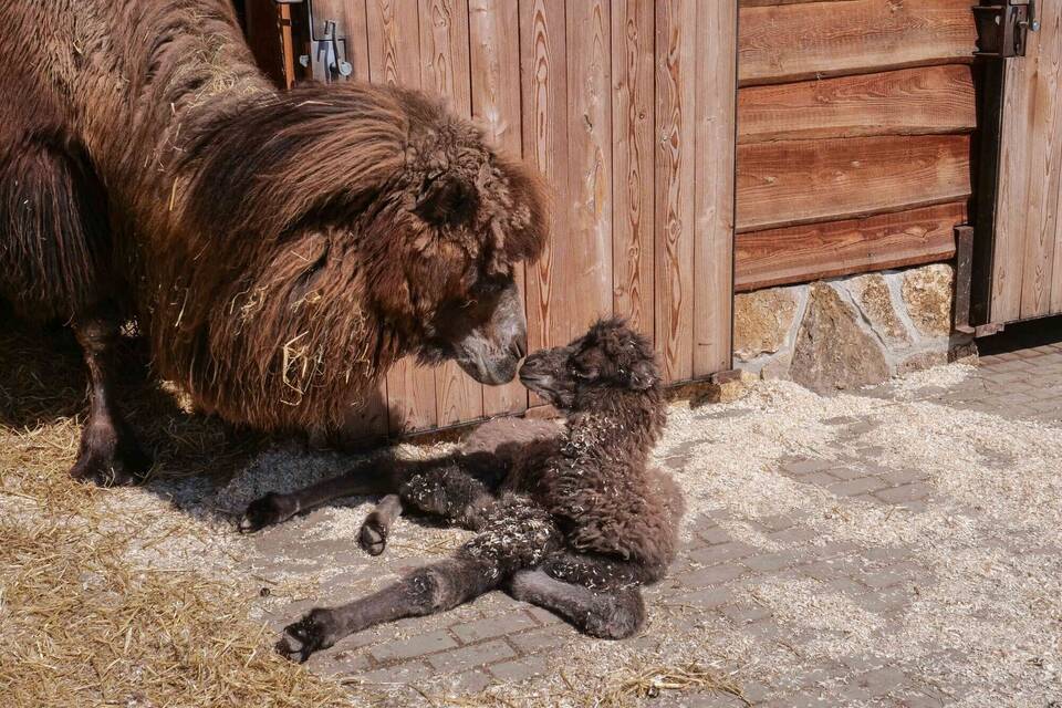 Nachwuchs in der Wilhelma