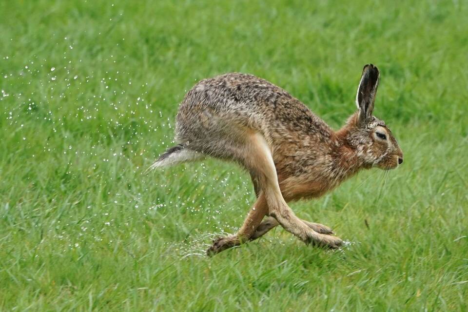 Mehr Feldhasen hoppeln über Felder Mehr Feldhasen hoppeln über Felder