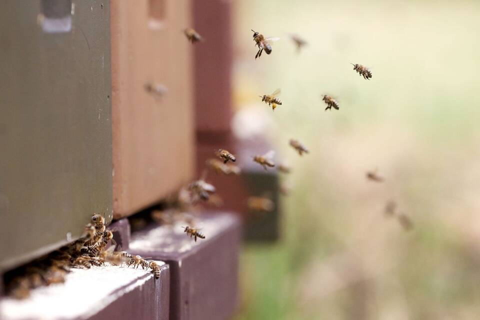 Bienen am Bienenstock