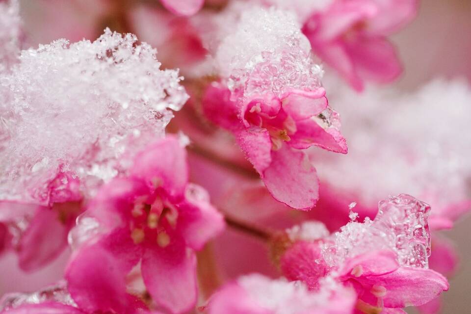 Schnee auf Blüten Schnee auf Blüten