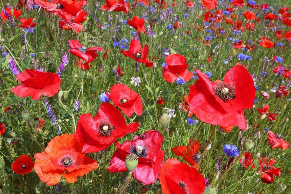 Blumenwiese