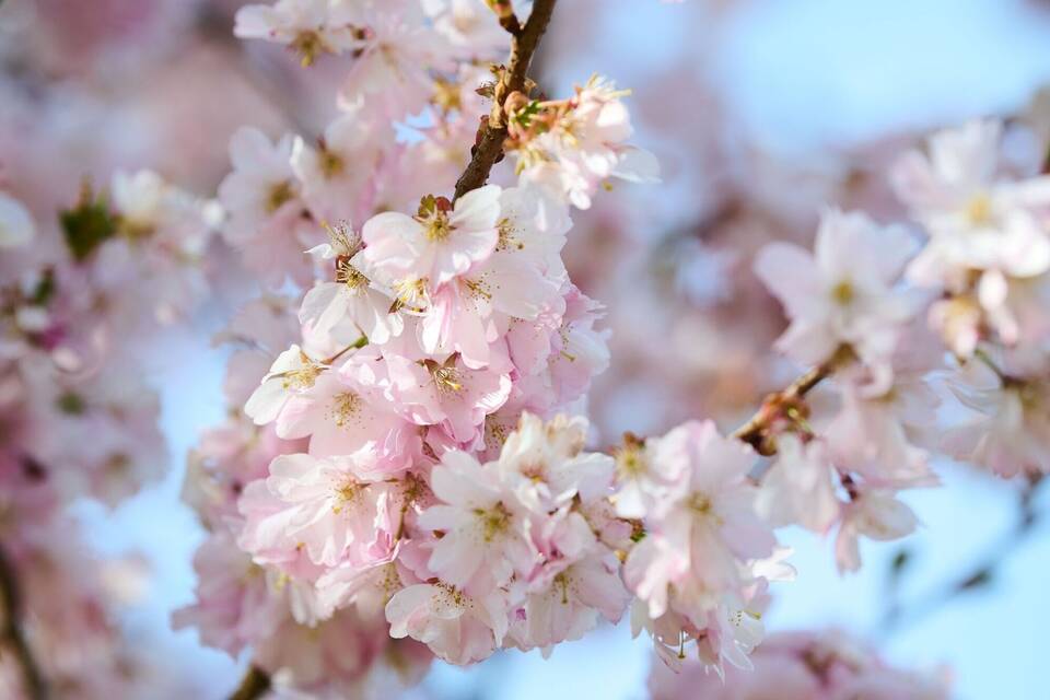 Kirschblüten Kirschblüten
