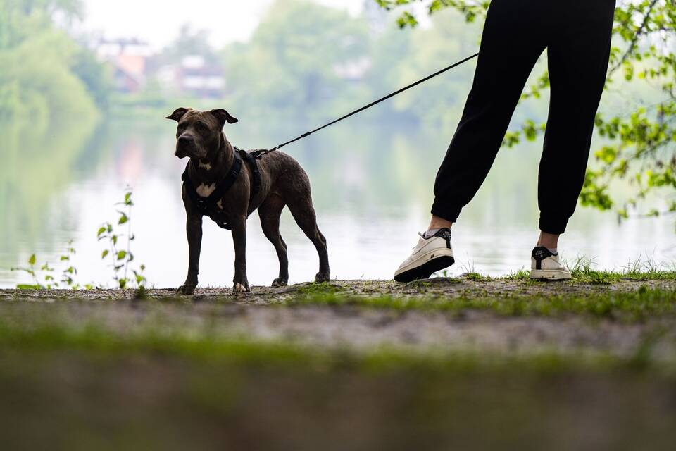 Eine Frau geht mit ihrer Pitbull-Hündin Gassi