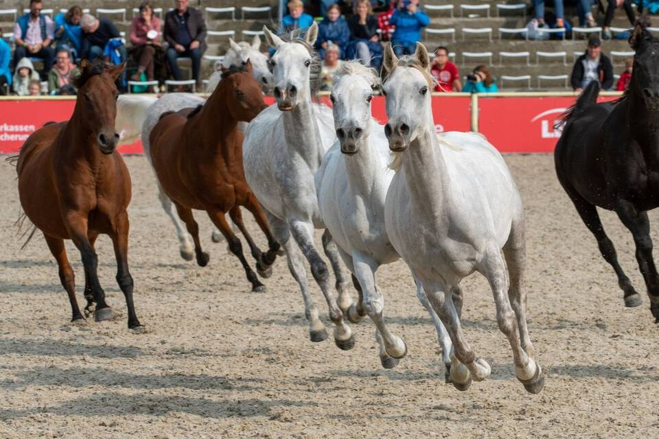 Hengstparade Marbach Hengstparade Marbach
