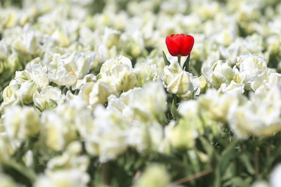 Tulpen