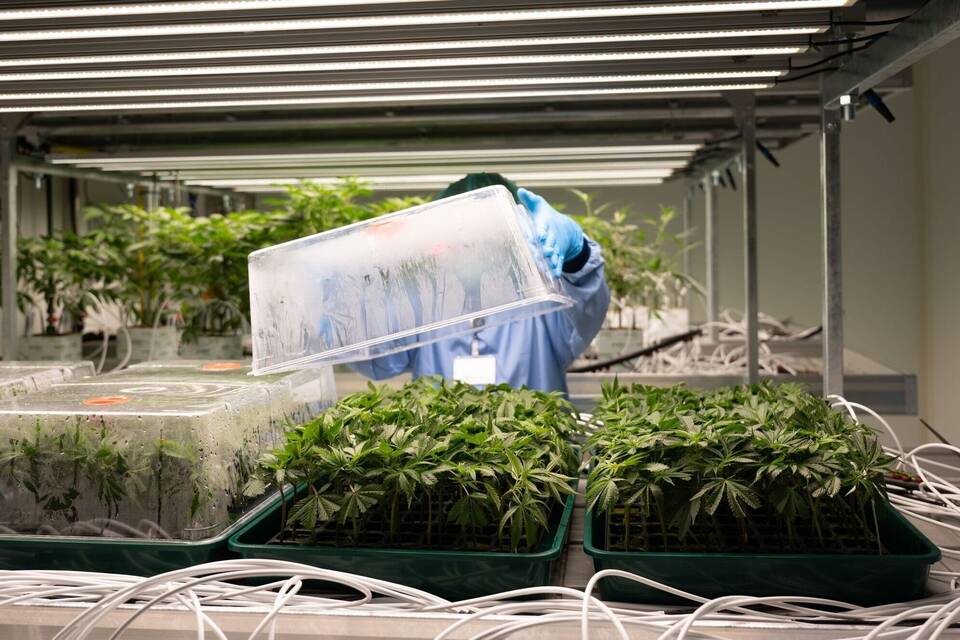 Pharma Deutsche Firma aus Sachsen liefert erstes Cannabis Wirtschaft Regional RheinNeckar