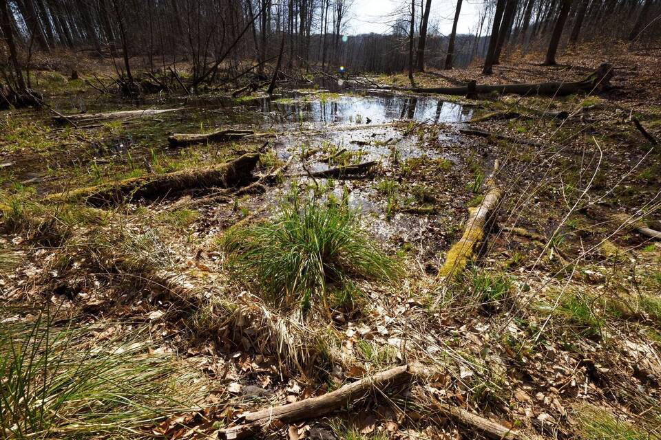 Wald Wald