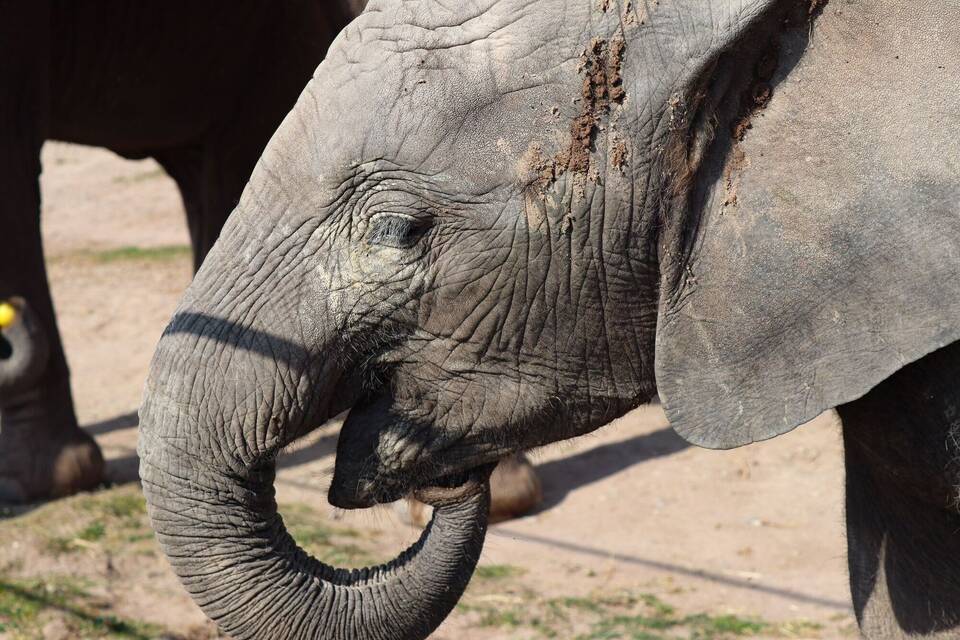 Elefant Elefant