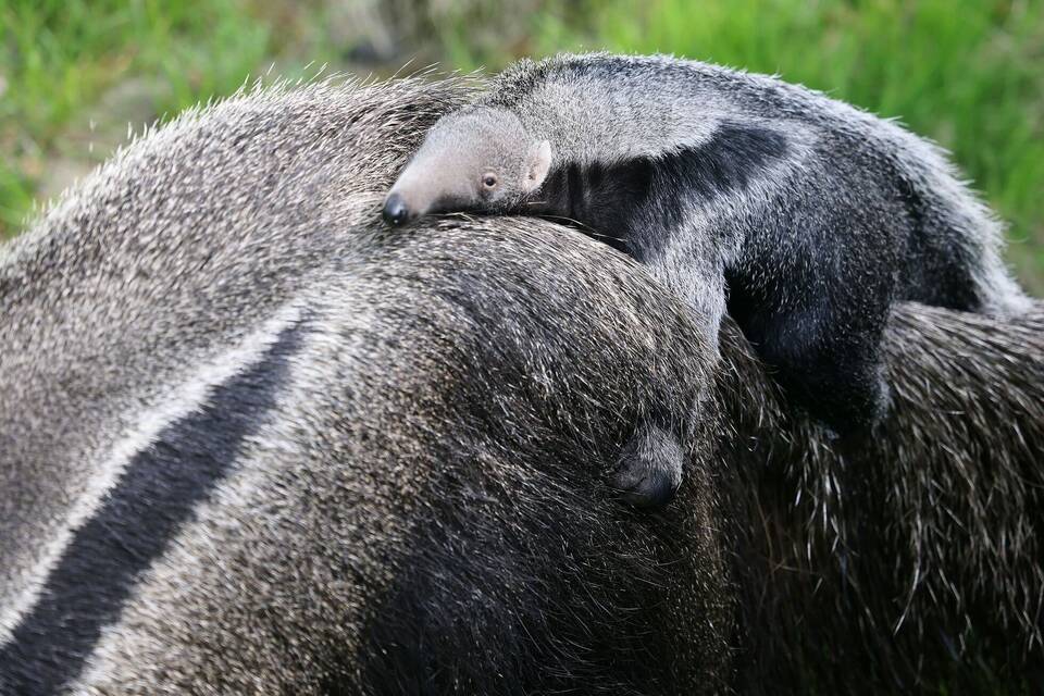 Huckepack Huckepack