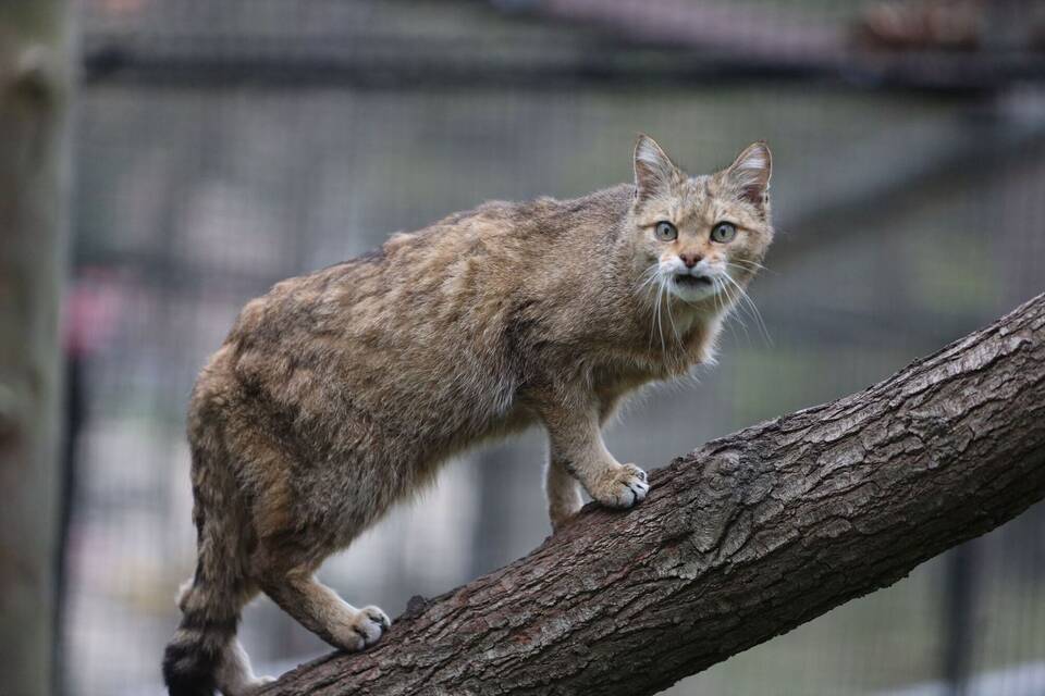 Wildkatze