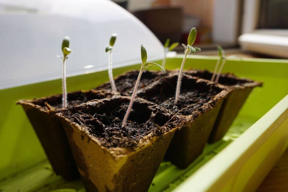 Tomatensetzlinge