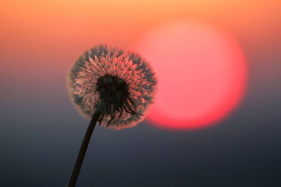 Pusteblume Pusteblume