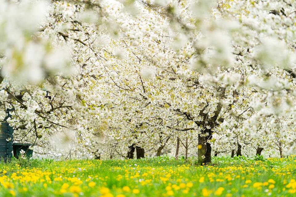 Kirschblüte in der Fränkischen Schweiz