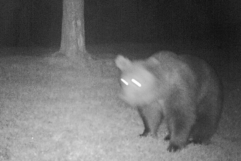 Bär Bär