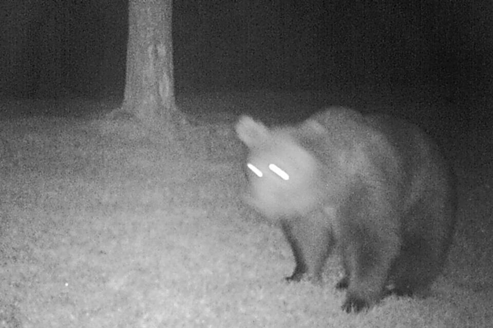 Braunbär in Oberbayern Braunbär in Oberbayern