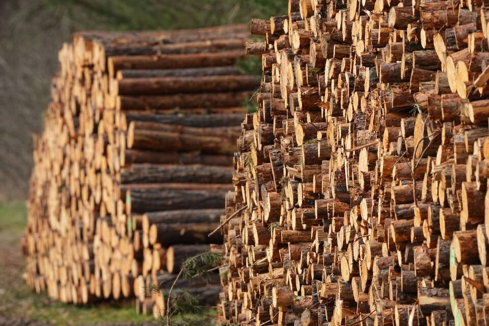 Holz