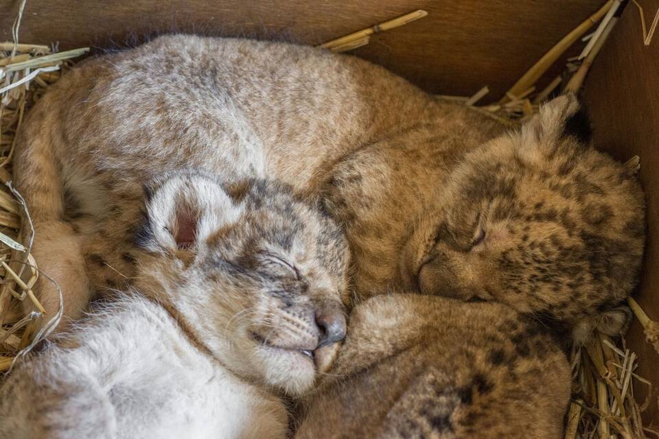 Löwenbabys im Taronga Zoo