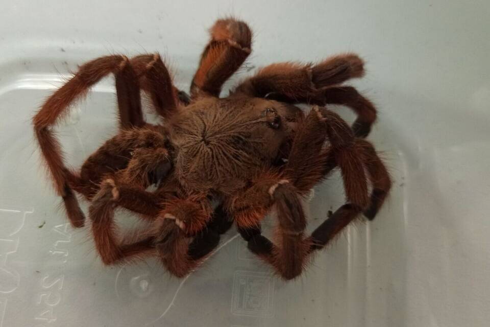 Frau findet Vogelspinne Frau findet Vogelspinne