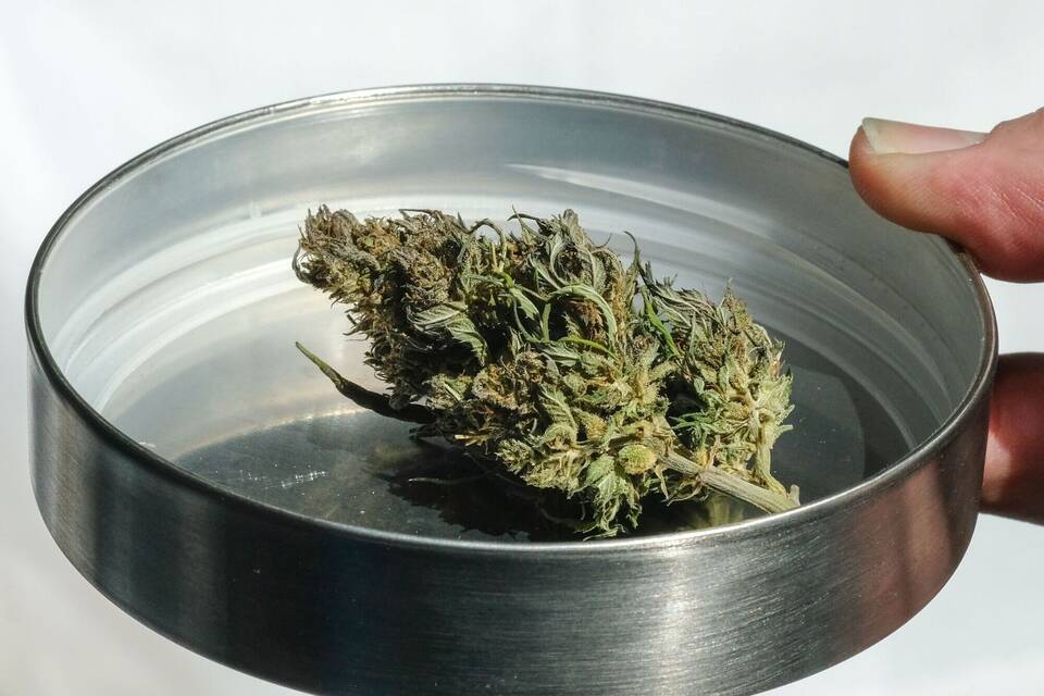 Cannabis Cannabis