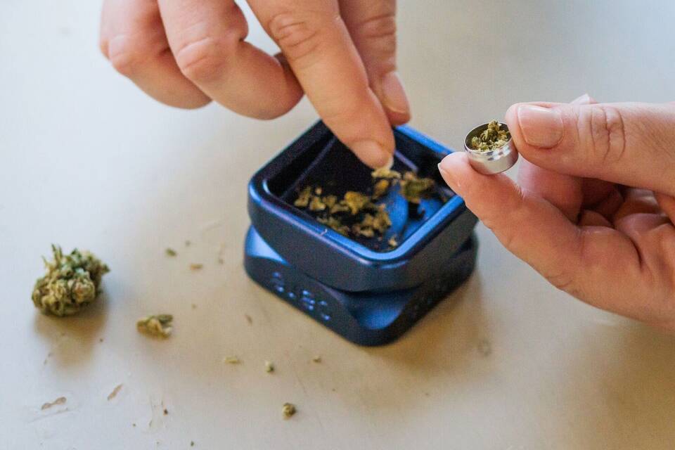 Cannabis Cannabis