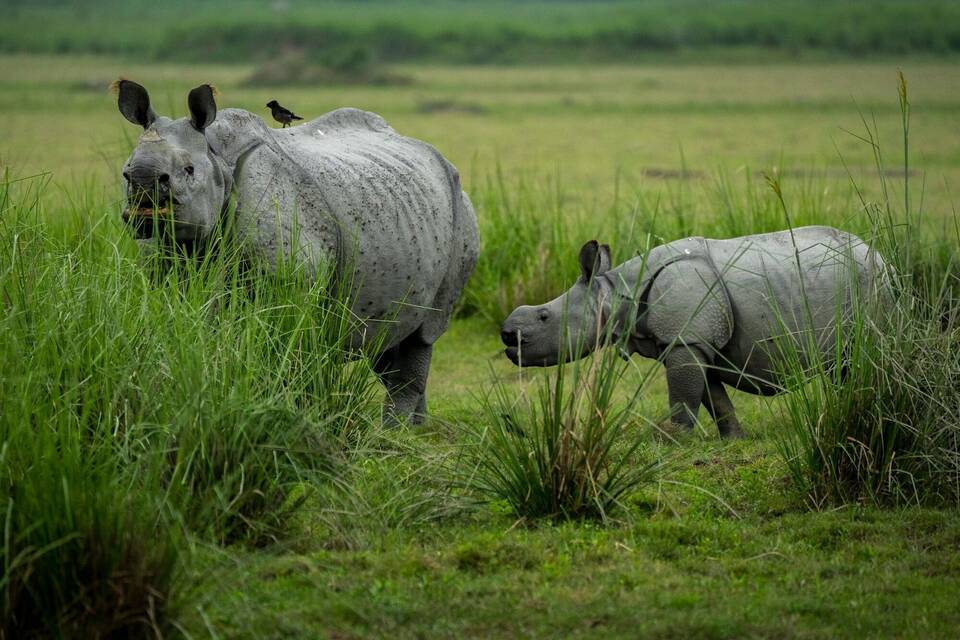 Nashorn Nashorn