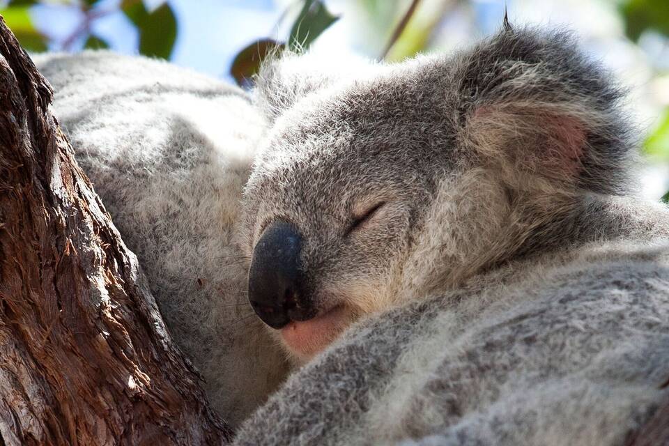 Koala Koala
