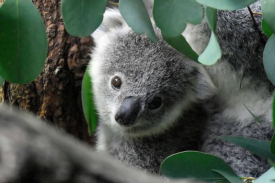 Koala Koala