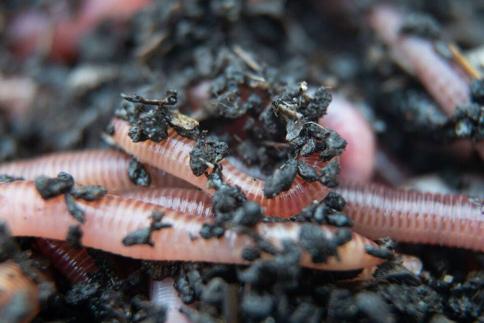 Wurm Wurm