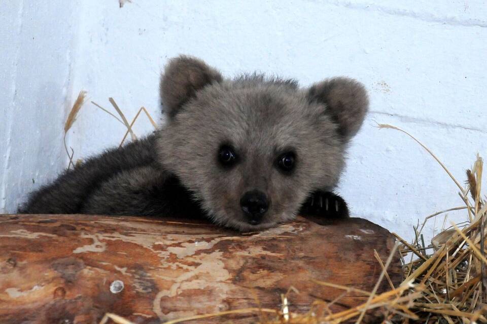 Braunbär