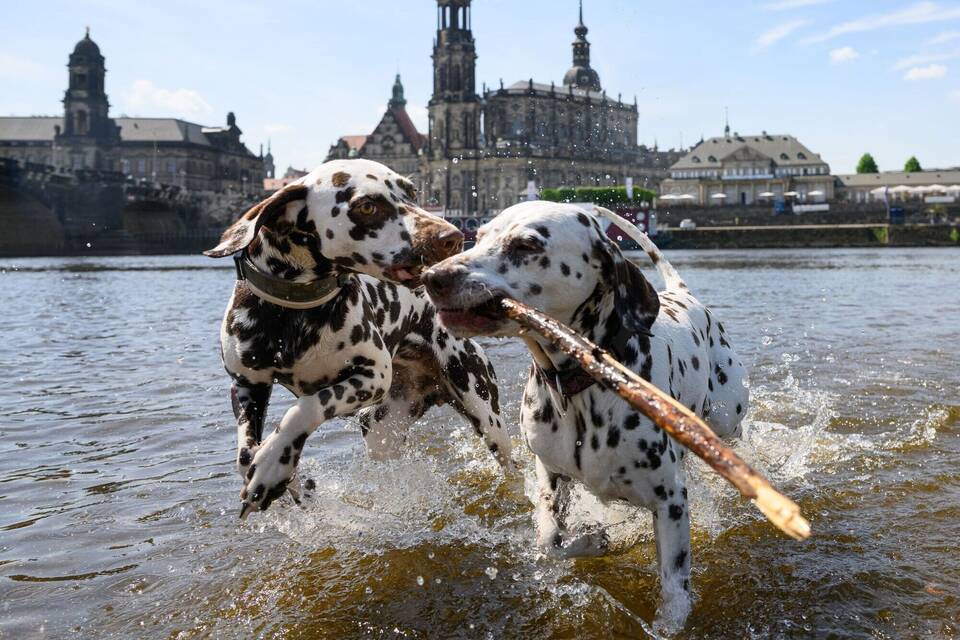 Dalmatiner Dalmatiner