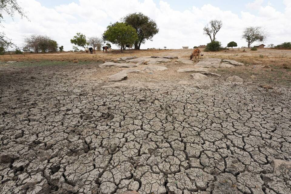 Dürre in Afrika