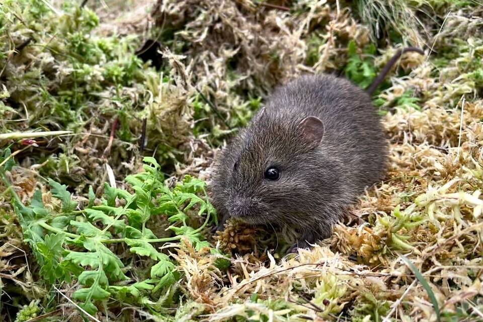 Barrington-Breitzahnratte