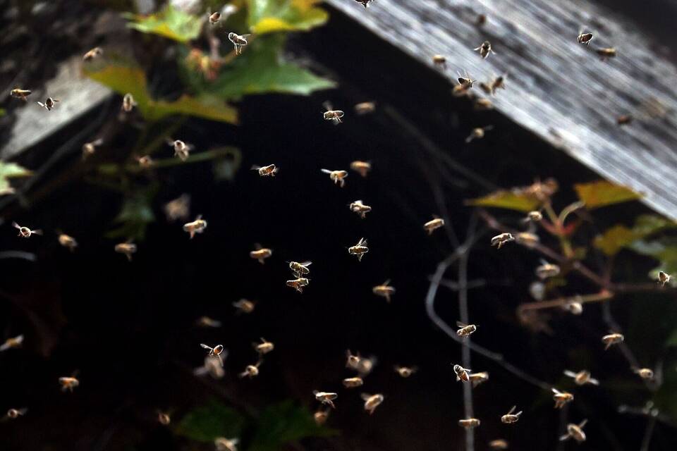 Bienen Bienen