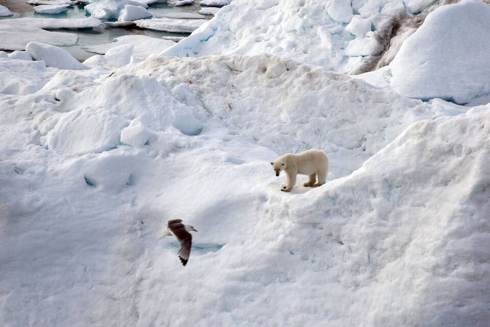 Eisbär