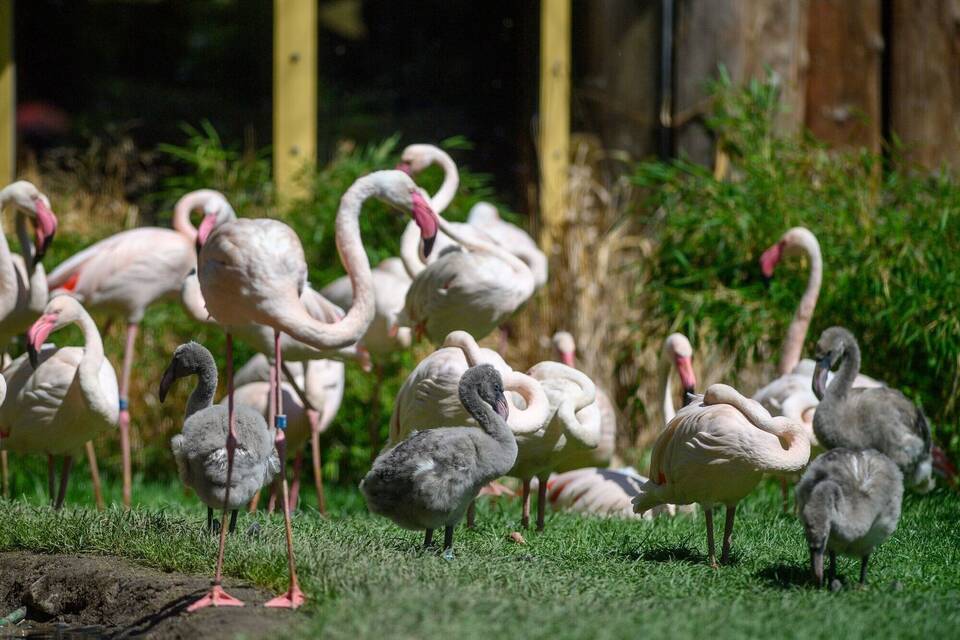 Flamingos Flamingos
