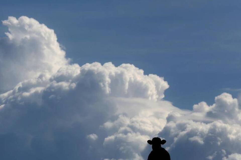 Kuh vor Wolken Kuh vor Wolken