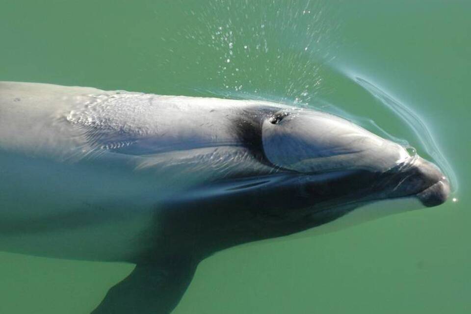 Maui-Delfin Maui-Delfin