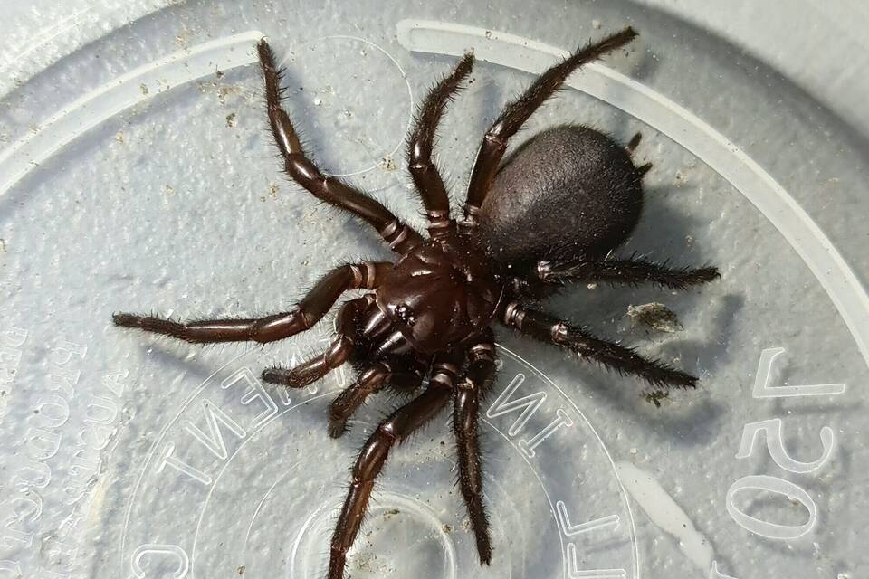 Giftige Spinne Giftige Spinne