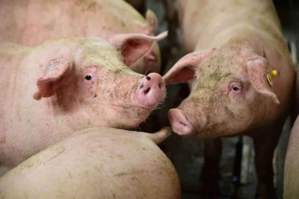 Schweine Schweine