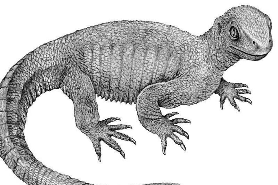 Älteste Schildkröte der Welt entdeckt Wissen RheinNeckarZeitung Älteste Schildkröte der Welt entdeckt Wissen RheinNeckarZeitung